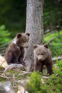 年轻的棕熊在森林里棕熊的肖像在自然栖息地的动物没有妈图片