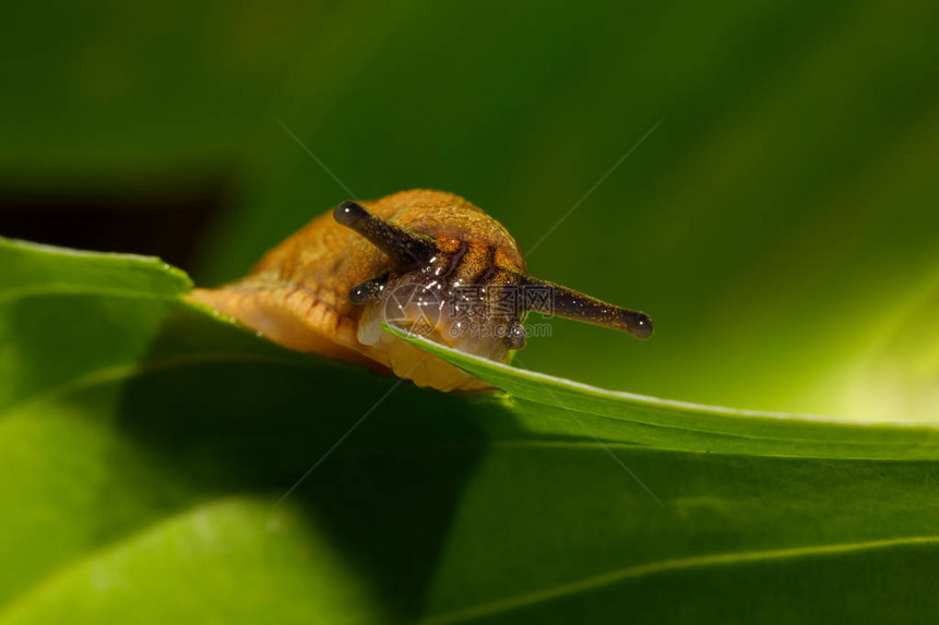 小花园蛞蝓吃绿叶的宏图片