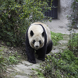 成都大熊猫研究基地图片