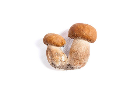 在秋天收获的令人惊叹的双可食蘑菇薄荷糖KKbolete图片