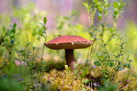 Leccinumaurantiacum蘑菇森林图片