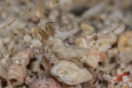 非常小的多毛虾phycocarissimulans图片
