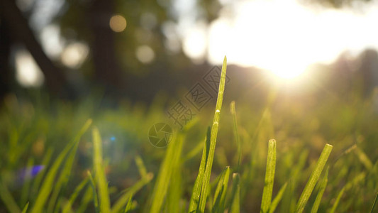 夏季草甸运动模糊宜人的风与明亮的阳光图片