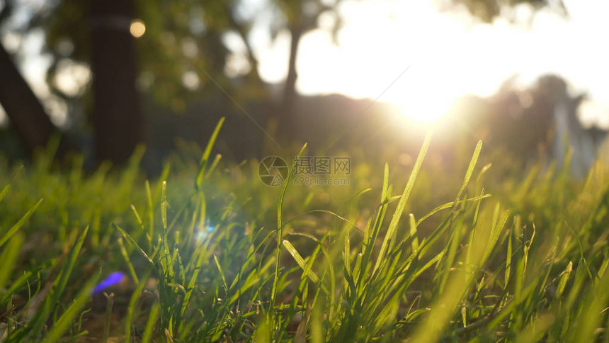 夏季草甸运动模糊宜人的风与明亮的阳光图片