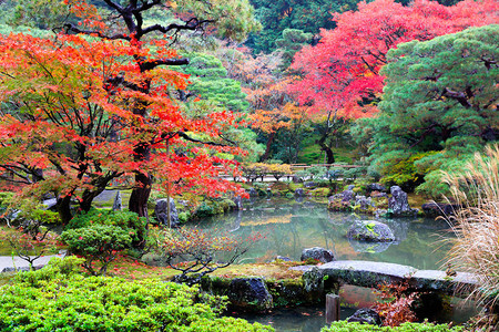 日本京都日本花园秋图片
