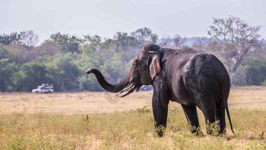 斯里兰卡大象吃草图片