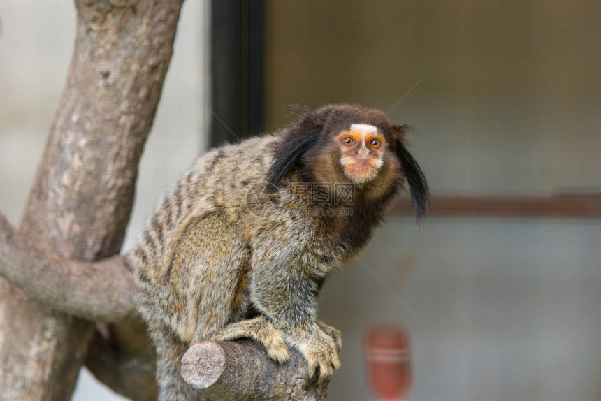 Geoffroy的马默塞特猴子坐在图片