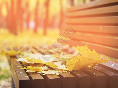 秋天树叶在树林的长凳上红和橙图片
