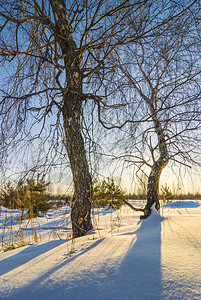 冬天日落时的白桦树它被太阳照亮图片