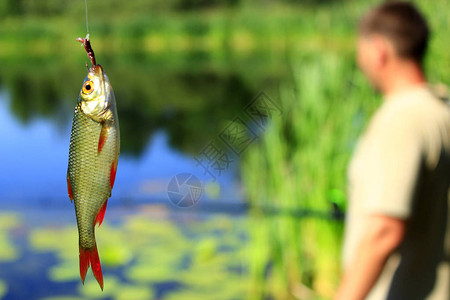 钓到路德挂在钩子上渔夫在背景上好钓鱼图片