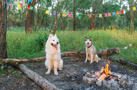 两只狗坐在火炉旁渡图片