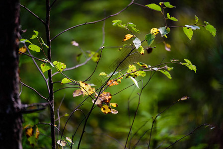 秋叶子在森林阳光背景图片