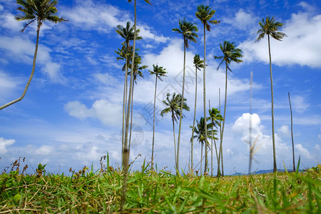 在阳光明媚的白天椰子树和美丽的自然海滩附近有云蓝色的天空背景图片