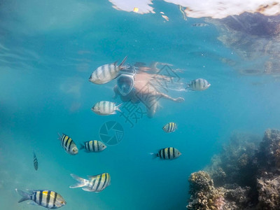 女人浮潜在水下异国情调的热带天堂游泳图片
