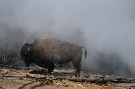 在黄石公园的泥火山附近站在一只盖泽尔人的烟雾图片