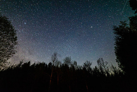 在夜空中通过森林中的黑树看到银河系的色彩多图片