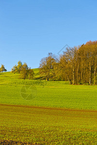 瑞士风景与森林和草地清早瑞士的农业图片