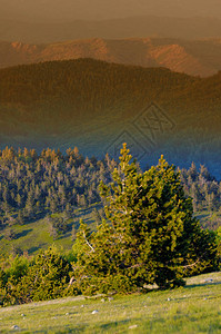 日落时看山上的松树图片