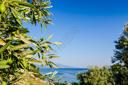 地中海洋绿橄榄树的冠景象背景图片