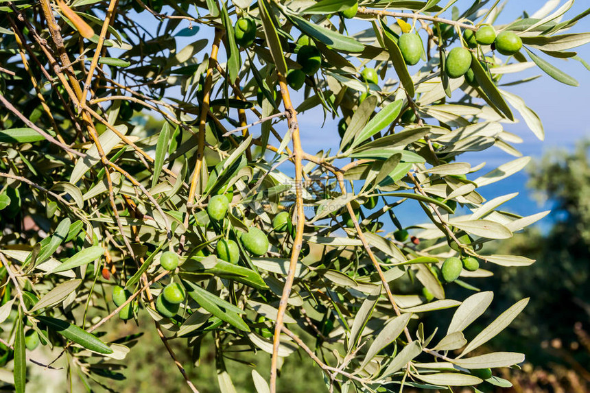 地中海洋绿橄榄树的冠景象图片