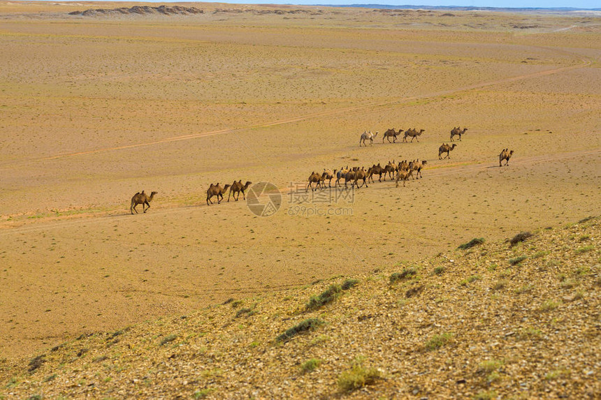大群双峰骆驼在蒙古戈壁沙漠中游荡的高视角图片