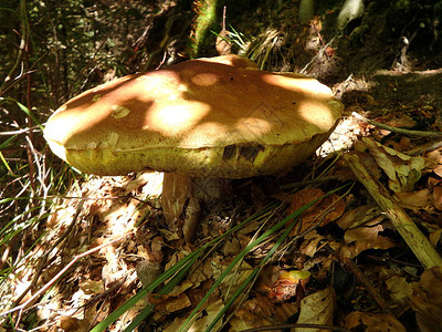 森林里的布利特斯吃蘑菇博利特斯E图片