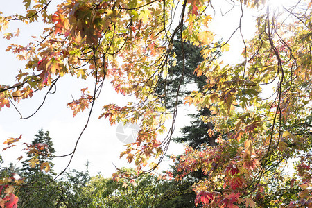 秋天的枫树林五颜六色的树叶图片