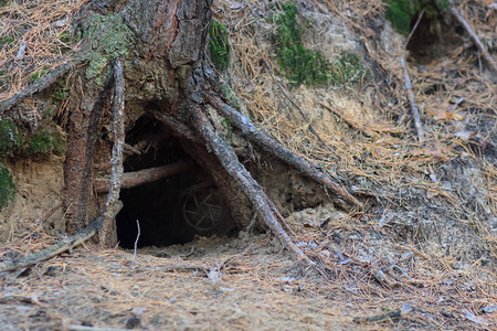 树洞里的动物之家图片