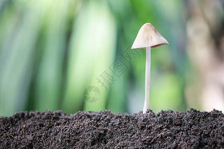 在后院的地面上生长的蘑菇中毒图片