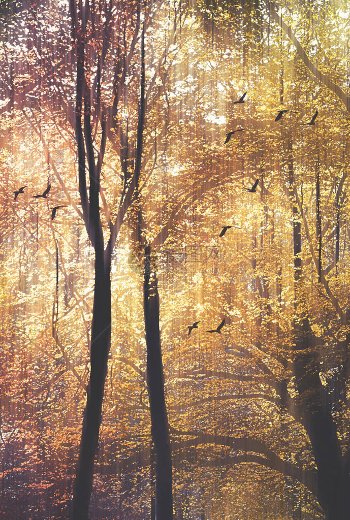 飞行中的鸟类和阳光在秋天森林的树冠中过滤数字照片操作笑声图片
