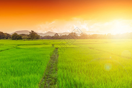 绿稻田泰国北部农村地区图片