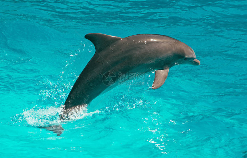 海豚漂浮在水中文本的地方图片