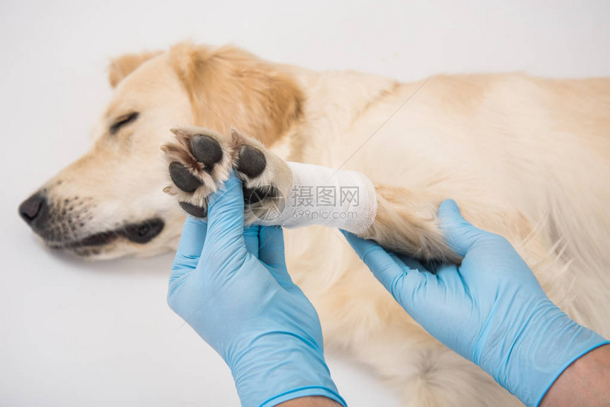 兽医亲手检查一只狗的爪子猎犬白皮下巴张开的狗图片