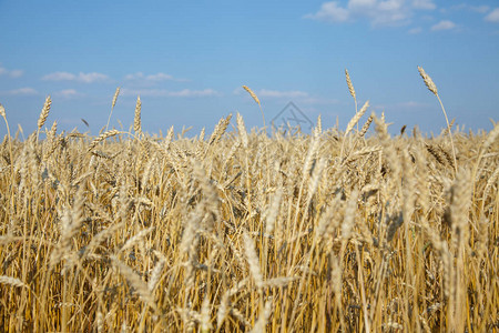 麦田小麦的关闭美丽的自然日落景观阳光下的田园风光草甸麦田成熟的背图片
