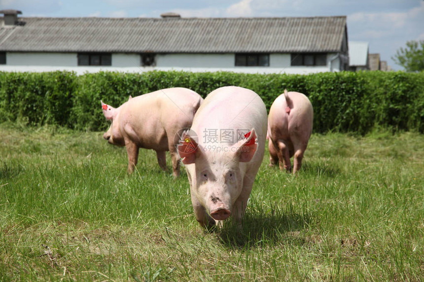 猪在农场附近的绿草上享图片