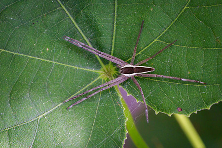 绿叶上四位斑点护士网络蜘蛛Dolomedestritt图片