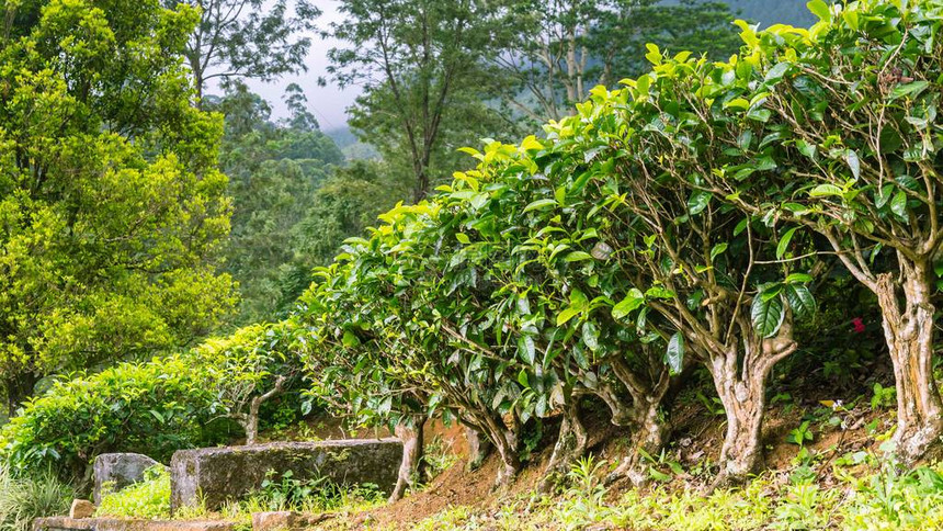 斯里兰卡的茶园图片