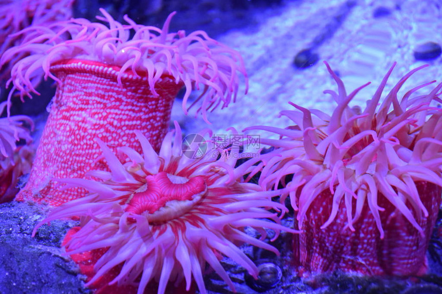 水族馆里五颜六色的海葵图片