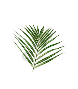 白色背景上的棕榈树绿叶背景图片