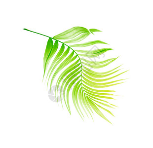 白色背景上的棕榈树绿叶图片