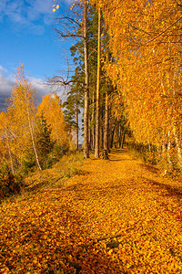 秋天的风景秋天的林中小巷里充满了黄树叶落下在阳图片