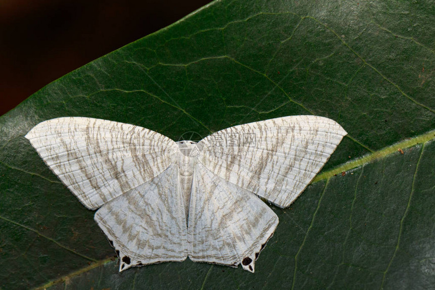 绿色树叶上的点斑平翼蝴蝶米克罗尼亚胶囊图片