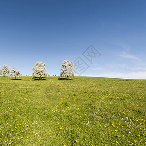 瑞士畜牧田野草地和花卉图片
