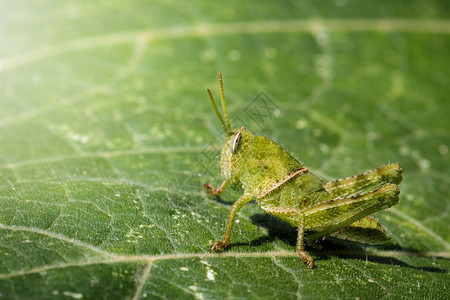 绿叶上绿色小蚱蜢的形象昆虫动物图片