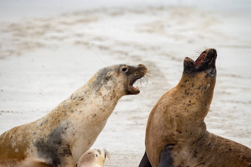 澳大利亚海狮在袋鼠岛沙滩打架图片