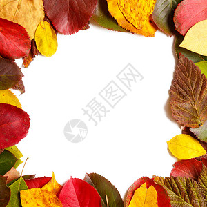 秋叶的秋季框架由不图片