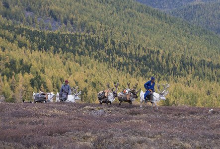 Tsaatan家庭从蒙古北部驯鹿林图片