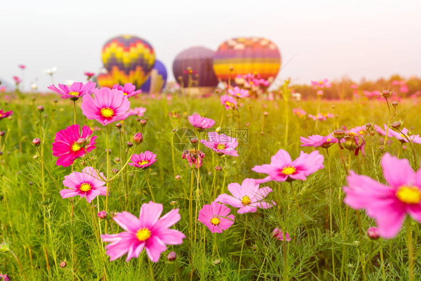 泰国清莱省热气球集团背景的紧宇宙花朵田图片