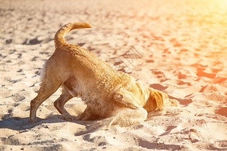 拉布多猎犬在海滩上在河边的沙滩上遛狗躺在沙滩上的红毛猎图片