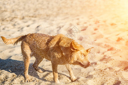 拉布多猎犬在海滩上在河边的沙滩上遛狗红色拉布多摆脱图片